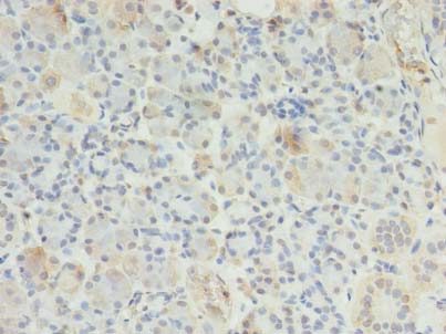 ERP27 Antibody - Immunohistochemistry of paraffin-embedded human pancreatic tissue using antibody at dilution of 1:100.