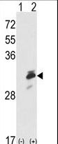 ERP29 Antibody - Western blot of ERP29 (arrow) using rabbit polyclonal ERP29 Antibody. 293 cell lysates (2 ug/lane) either nontransfected (Lane 1) or transiently transfected with the ERP29 gene (Lane 2).