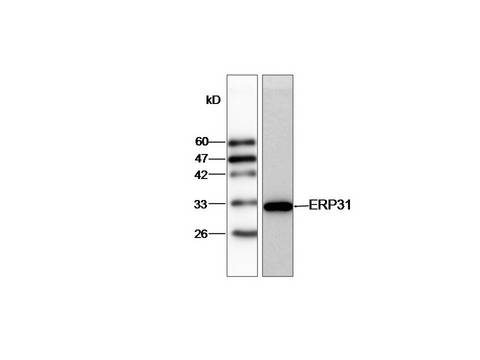 ERP29 Antibody
