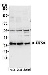 ERP29 Antibody - Detection of human ERP29 by western blot. Samples: Whole cell lysate (50 µg) from HeLa, HEK293T, and Jurkat cells prepared using NETN lysis buffer. Antibody: Affinity purified rabbit anti-ERP29 antibody used for WB at 0.1 µg/ml. Detection: Chemiluminescence with an exposure time of 10 seconds.