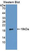 ERP29 Antibody - Western Blot; Sample: Recombinant protein.