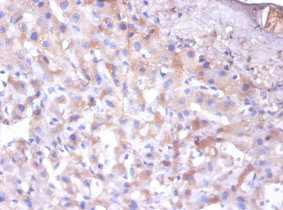 ERP29 Antibody - Immunohistochemistry of paraffin-embedded human liver tissue using ERP29 Antibody at dilution of 1:100