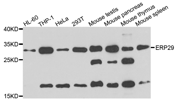 ERP29 Antibody - Western blot analysis of extracts of various cells.