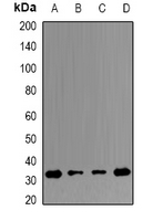 ERP29 Antibody - Western blot analysis of ERP29 expression in THP1 (A); HeLa (B); mouse testis (C); mouse spleen (D) whole cell lysates.