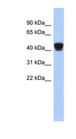 ERP44 Antibody - ERP44 / TXNDC4 antibody Western blot of Placenta lysate. This image was taken for the unconjugated form of this product. Other forms have not been tested.