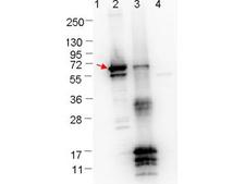 ErpN Antibody - Western blot showing detection of 0.1 µg recombinant protein in Western blot. Lane 1: Molecular weight markers. Lane 2: MBP-ErpN/OspE fusion protein (arrow; 59.5 kDa expected MW). Lane 3: fusion protein (MBP-tagged) plus cleaved fusion protein (without MBP). Lane 4: MBP alone. The lower bands are probably breakdown products. The upper bands in lane 3 are fusion protein (top band), or breakdown products of the fusion protein (bands in middle of blot). Protein was run on a 4-20% gel, then transferred to 0.45 µm nitrocellulose. After blocking with 1% BSA-TTBS overnight at 4°C, primary antibody was used at 1:1000 at room temperature for 30 min. HRP-conjugated Goat-Anti-Rabbit secondary antibody was used at 1:40,000 in MB-070 blocking buffer and imaged on the VersaDoc MP 4000 imaging system (Bio-Rad).