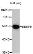 ERRFI1 / RALT Antibody - Western blot analysis of extracts of rat lung, using ERRFI1 antibody at 1:3000 dilution. The secondary antibody used was an HRP Goat Anti-Rabbit IgG (H+L) at 1:10000 dilution. Lysates were loaded 25ug per lane and 3% nonfat dry milk in TBST was used for blocking. An ECL Kit was used for detection and the exposure time was 5min.