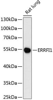 ERRFI1 / RALT Antibody - Western blot analysis of extracts of rat lung using ERRFI1 Polyclonal Antibody at dilution of 1:3000.