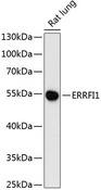 ERRFI1 / RALT Antibody - Western blot analysis of extracts of rat lung using ERRFI1 Polyclonal Antibody at dilution of 1:3000.