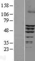 ERRFI1 / RALT Protein - Western validation with an anti-DDK antibody * L: Control HEK293 lysate R: Over-expression lysate