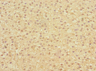ERVFRD-1 / HERV-FRD Antibody - Immunohistochemistry of paraffin-embedded human adrenal gland tissue at dilution 1:100