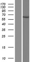 ERVV-2 Protein - Western validation with an anti-DDK antibody * L: Control HEK293 lysate R: Over-expression lysate
