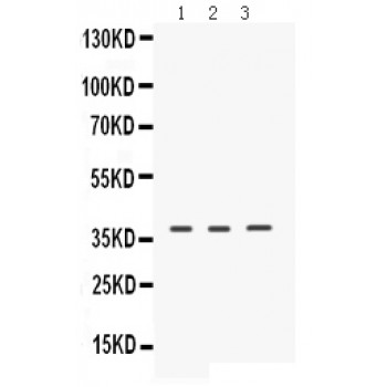 ERVWE1 / HERV / Syncytin Antibody - ERVW-1 antibody Western blot. All lanes: Anti ERVW-1 at 0.5 ug/ml. Lane 1: Mouse Testis Tissue Lysate at 50 ug. Lane 2: COLO320 Whole Cell Lysate at 40 ug. Lane 3: 22RV1 Whole Cell Lysate at 40 ug. Predicted band size: 60 kD. Observed band size: 39 kD.