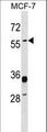 ERVWE1 / HERV / Syncytin Antibody - ERVWE1 Antibody western blot of MCF-7 cell line lysates (35 ug/lane). The ERVWE1 antibody detected the ERVWE1 protein (arrow).