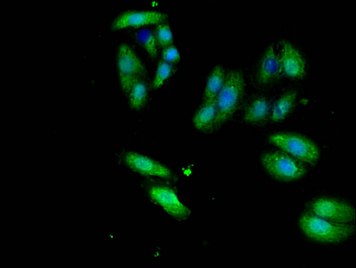 ERVWE1 / HERV / Syncytin Antibody - Immunofluorescent analysis of HepG2 cells using ERVW-1 Antibody at a dilution of 1:100 and Alexa Fluor 488-congugated AffiniPure Goat Anti-Rabbit IgG(H+L)