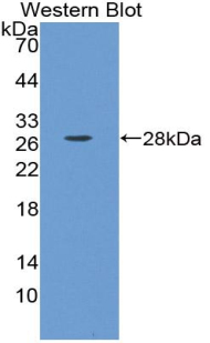 ESAM Antibody - Western Blot; Sample: Recombinant protein.