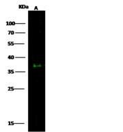 ESAM Antibody - Anti-ESAM rabbit polyclonal antibody at 1:500 dilution. Lane A: HepG2 Membrane Lysate. Lysates/proteins at 20 ug per lane. Secondary: Goat Anti-Rabbit IgG H&L (Dylight800) at 1/10000 dilution. Developed using the Odyssey technique. Performed under reducing conditions. Predicted band size: 41 kDa. Observed band size: 37 kDa.