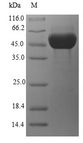 ghrA Protein - (Tris-Glycine gel) Discontinuous SDS-PAGE (reduced) with 5% enrichment gel and 15% separation gel.