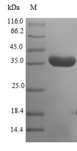 ghrA Protein - (Tris-Glycine gel) Discontinuous SDS-PAGE (reduced) with 5% enrichment gel and 15% separation gel.