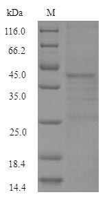 lexA Protein - (Tris-Glycine gel) Discontinuous SDS-PAGE (reduced) with 5% enrichment gel and 15% separation gel.