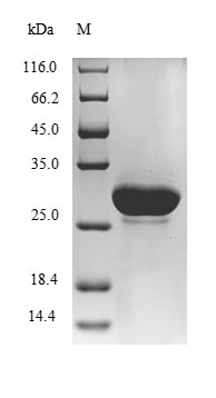 loiP Protein - (Tris-Glycine gel) Discontinuous SDS-PAGE (reduced) with 5% enrichment gel and 15% separation gel.
