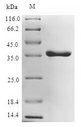 lpxC / asmB / envA Protein - (Tris-Glycine gel) Discontinuous SDS-PAGE (reduced) with 5% enrichment gel and 15% separation gel.