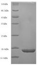 mutT Protein - (Tris-Glycine gel) Discontinuous SDS-PAGE (reduced) with 5% enrichment gel and 15% separation gel.