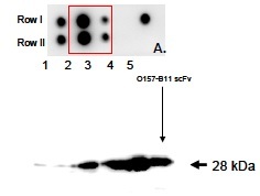 Escherichia coli O157 Antibody - The Purity and binding activity of recombinant antibody, anti-O157:H7 by Dot-blotting assay. A. O157 scFv binding activity. Directly spotting O157 antigen into membrane in Row I and II with two dilution (100 and 10 ng of each spot 2-3 ) plus positive system control in spotting blot 1 and 5 as well as BSA control in Spot 4, respectively, then probe the membrane by using O157:H7-specific recombinant antibody after blocking and following anti-Myc-tag and HRP-conjugated detection antibody. B. Checking purity of purified O157 scFv. Directly probed blocking blot with anti-Myctag and following HRP-conjugated detection antibodies.