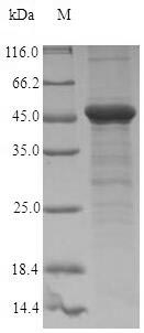 Penicillin-binding protein 1A Protein - (Tris-Glycine gel) Discontinuous SDS-PAGE (reduced) with 5% enrichment gel and 15% separation gel.