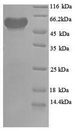 poxB Protein - (Tris-Glycine gel) Discontinuous SDS-PAGE (reduced) with 5% enrichment gel and 15% separation gel.