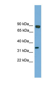 ESE3 / EHF Antibody - EHF antibody Western blot of Mouse Brain lysate. This image was taken for the unconjugated form of this product. Other forms have not been tested.