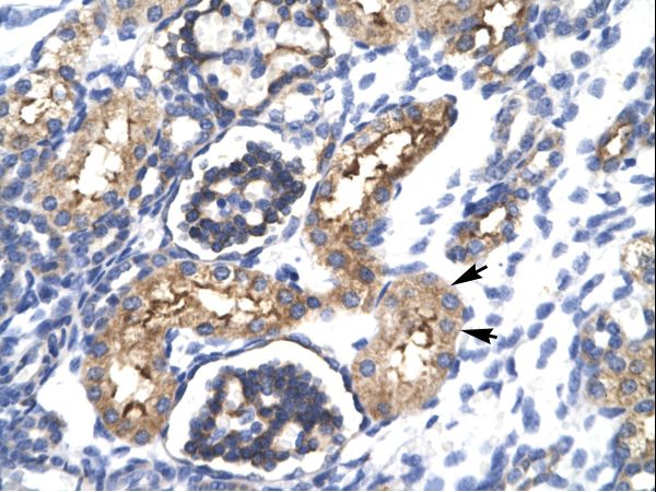 ESE3 / EHF Antibody - EHF antibody ARP31861_T100-NP_036285-EHF (ets homologous factor) Antibody was used in IHC to stain formalin-fixed, paraffin-embedded human kidney.  This image was taken for the unconjugated form of this product. Other forms have not been tested.