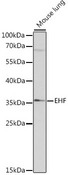 ESE3 / EHF Antibody - Western blot analysis of extracts of mouse lung, using EHF antibody at 1:1000 dilution. The secondary antibody used was an HRP Goat Anti-Rabbit IgG (H+L) at 1:10000 dilution. Lysates were loaded 25ug per lane and 3% nonfat dry milk in TBST was used for blocking. An ECL Kit was used for detection and the exposure time was 90s.