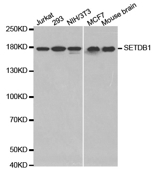 ESET / SETDB1 Antibody - Western blot analysis of extracts of various cell lines.