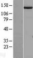 ESET / SETDB1 Protein - Western validation with an anti-DDK antibody * L: Control HEK293 lysate R: Over-expression lysate