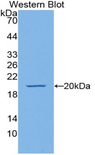 ESM1 / Endocan Antibody - Western blot of recombinant ESM1 / Endocan.  This image was taken for the unconjugated form of this product. Other forms have not been tested.