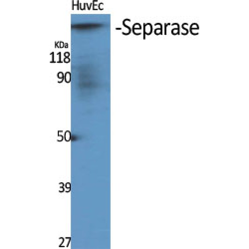 ESPL1 / Separase Antibody - Western blot of Separase antibody