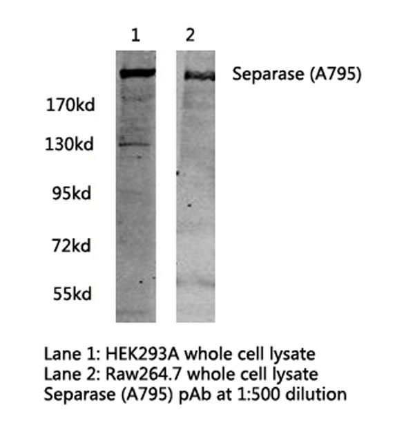 ESPL1 / Separase Antibody - Western blot of Separase (A795) pAb in extracts from HEK293A and Raw264.7 cells.
