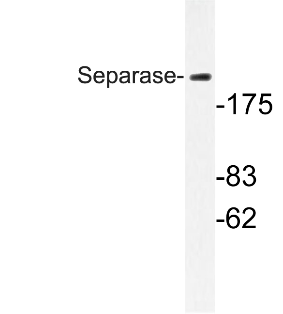 ESPL1 / Separase Antibody - Western blot of Separase (A795) pAb in extracts from 293 cells.