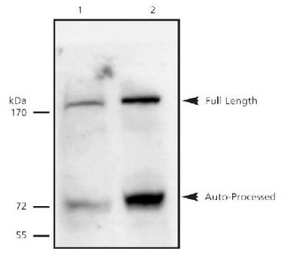 ESPL1 / Separase Antibody - Separase detected in 5C6 cell lysates. Lane 1: Non-induced lysate. Lane 2: Lysate induced with ponasterone.  This image was taken for the unconjugated form of this product. Other forms have not been tested.