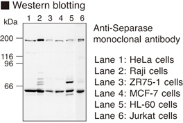ESPL1 / Separase Antibody