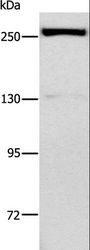 ESPL1 / Separase Antibody - Western blot analysis of Raji cell, using ESPL1 Polyclonal Antibody at dilution of 1:500.