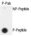 ESPL1 / Separase Antibody - Dot blot of anti-hSeparase-S801 Phospho-specific antibody on nitrocellulose membrane. 50ng of nonphospho-peptide or phospho-peptide were adsorbed on their respective dots. Antibody working concentration was 0.5ug per ml.