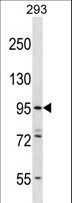 ESPNL Antibody - ESPNL Antibody western blot of 293 cell line lysates (35 ug/lane). The ESPNL antibody detected the ESPNL protein (arrow).