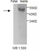 ESR2 / ER Beta Antibody