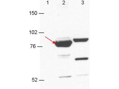 Esrp-1/2 Antibody - Anti-Esrp-1/2 antibody by western blot shows detection in 293T cell extracts. Lane 1: GFP-transfected. Lane 2: Esrp-1 transfected (arrow). Lane 3: Esrp-2 transfected. Each lane contains approximately 5 µg of lysate. Primary antibody was used at a 1:1000 dilution in PBS-T plus milk, and reacted for 1hr at room temperature. The membrane was washed and reacted with a 1:10,000 dilution of an anti-mouse ECL antibody for 1hr at room temperature. Molecular weight estimation was made by comparison to prestained MW markers.