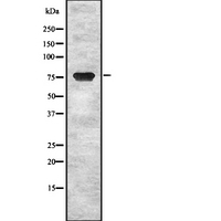 ESRP1 / RBM35A Antibody - Western blot analysis of ESRP1 using RAW264.7 whole cells lysates