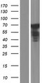 ESRP1 / RBM35A Protein - Western validation with an anti-DDK antibody * L: Control HEK293 lysate R: Over-expression lysate
