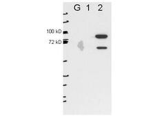 ESRP2 / RBM35B Antibody - Anti-ESRP2 by western blot shows detection of ESRP2 in transfected 293T cell extracts (lane 2). Lanes ug and 1 contain 5 ug GFP-transfected- and ESRP1-transfected 293T cell lysates, respectively. Briefly, each lane contains approximately 5 ug of lysate. Primary antibody was used at a 1:1000 dilution (PBS-T plus milk) and reacted for O/N at 4C. The membrane was washed and reacted with a 1:10000 dilution of an anti-mouse ECL antibody for 1hr at room temperature. The bands shown are full length FLAG-ESRP2 (~80kDa) and a slightly lower band that is specific to ESRP2. Molecular weight estimation was made by comparison to prestained MW markers.