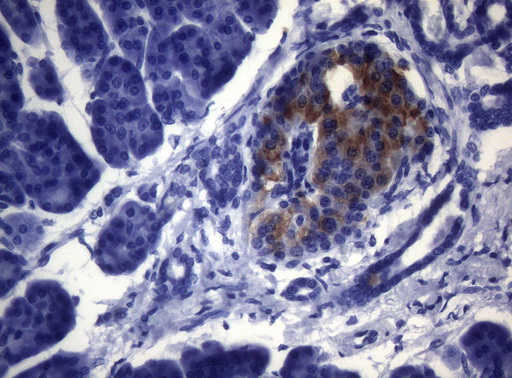ESRRA / ERR Alpha Antibody - Immunohistochemical staining of paraffin-embedded Human pancreas tissue within the normal limits using anti-ESRRA mouse monoclonal antibody. (Heat-induced epitope retrieval by 1mM EDTA in 10mM Tris buffer. (pH8.5) at 120°C for 3 min. (1:150)